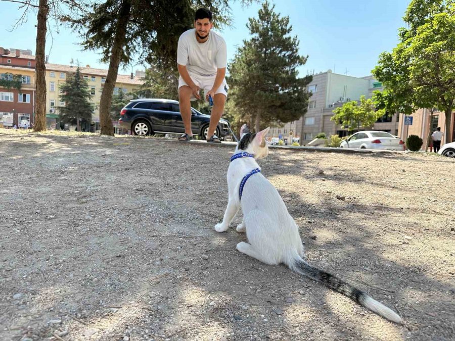 Tasmasıyla Dolaşan Kedi Şehrin Her Yerini Geziyor