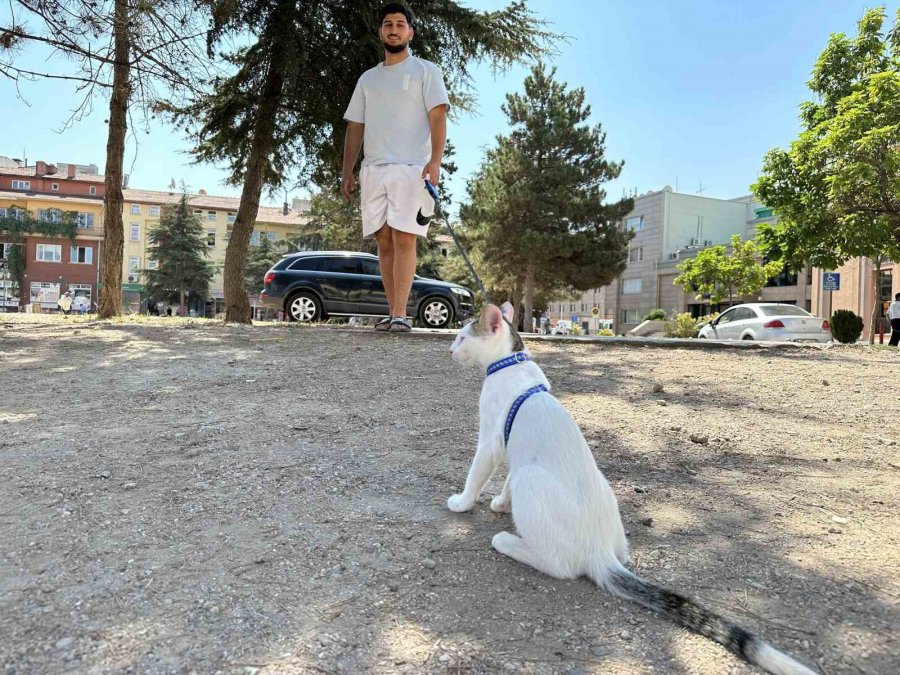 Tasmasıyla Dolaşan Kedi Şehrin Her Yerini Geziyor