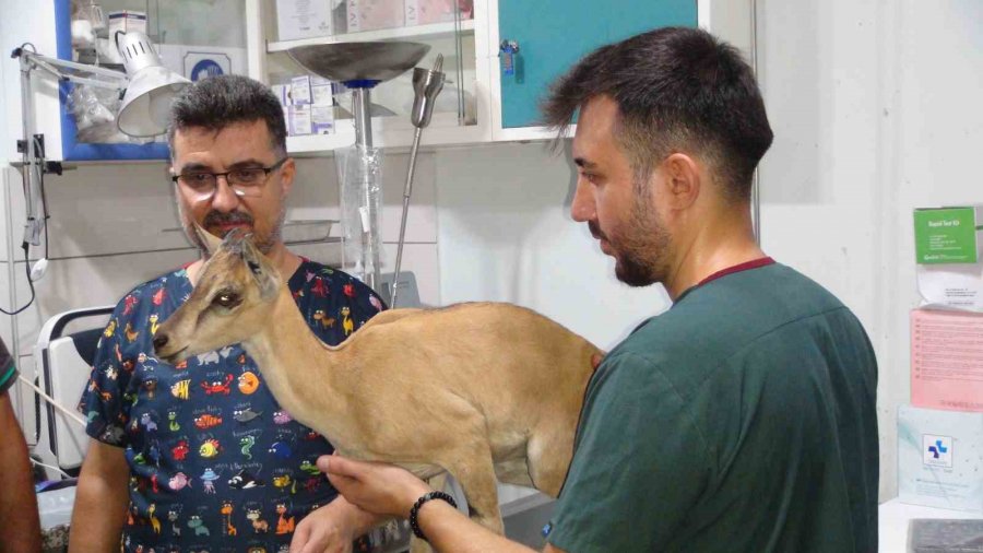 Köpekler Tarafından Saldırıya Uğrayan Ve Tedavisi Tamamlanan Yavru Dağ Keçisi Doğaya Bırakıldı