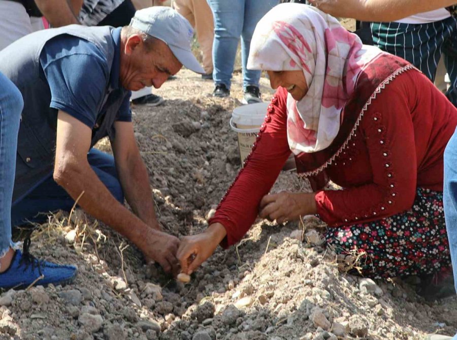 Altın Bitki Safran Eskişehirli Hanımlara Umut Oluyor