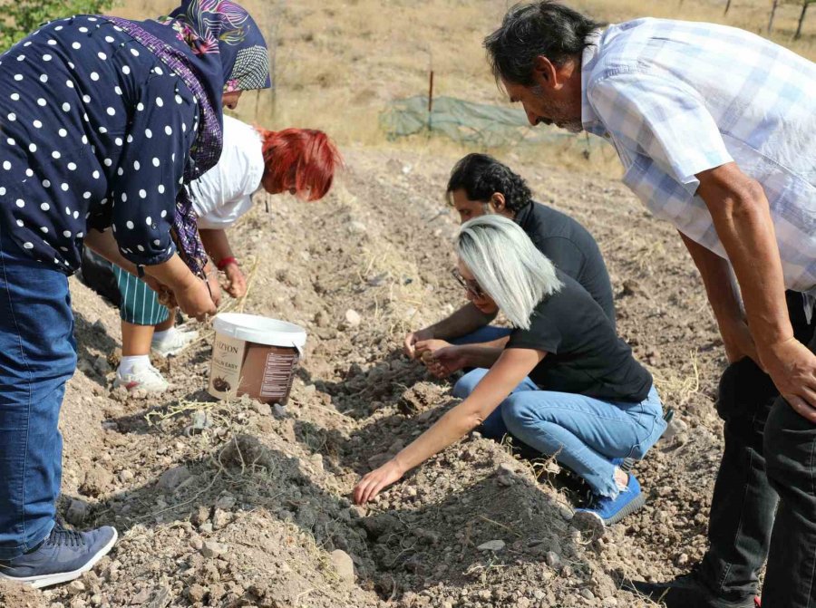 Altın Bitki Safran Eskişehirli Hanımlara Umut Oluyor