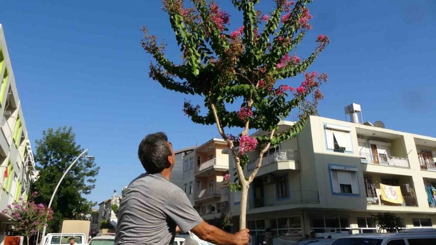 Ağaçta Oğul Veren Bal Arıları, Vatandaş Tarafından Çuvala Konuldu