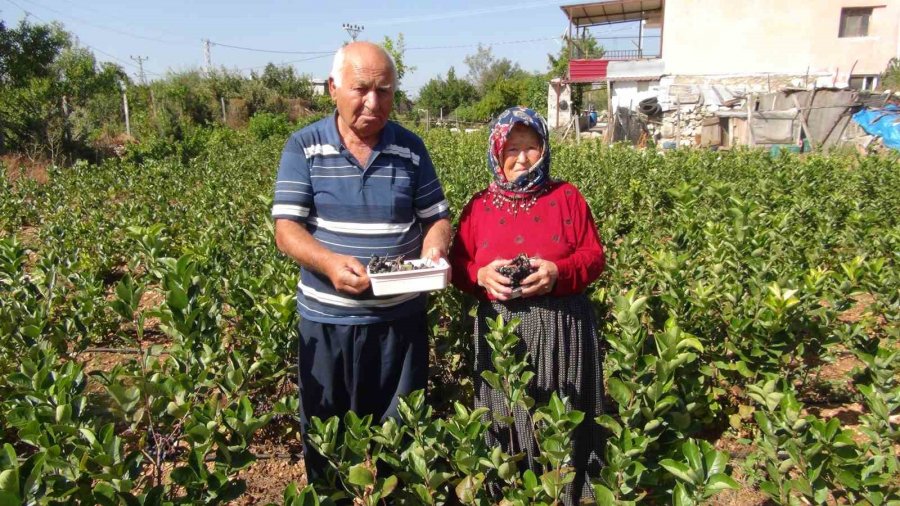 İhracata Giden "aronya" Süper Meyvenin İlk Hasadı Yapıldı