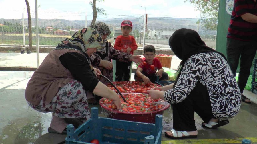 Domatesler Kışlık Salça İçin Kaynadı