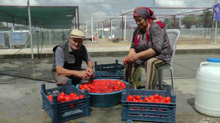 Domatesler Kışlık Salça İçin Kaynadı