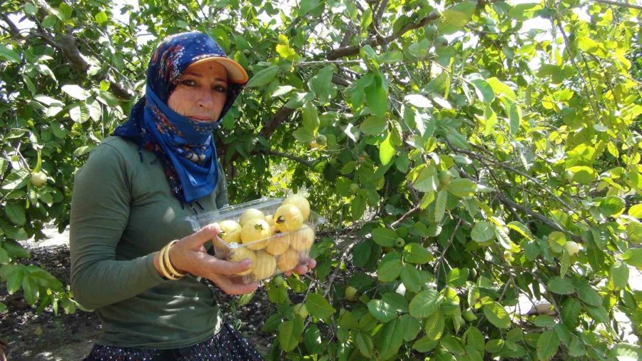 Mersin’de Tropikal Meyve Guavanın Hasadına Başlandı