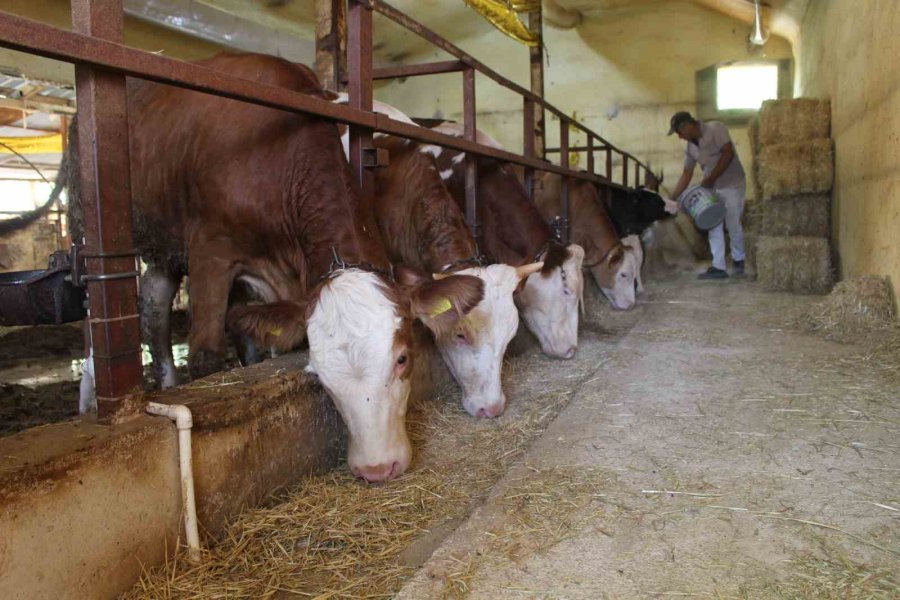 Büyükşehirden Besicilere Yem Ezme Makinesi Desteği