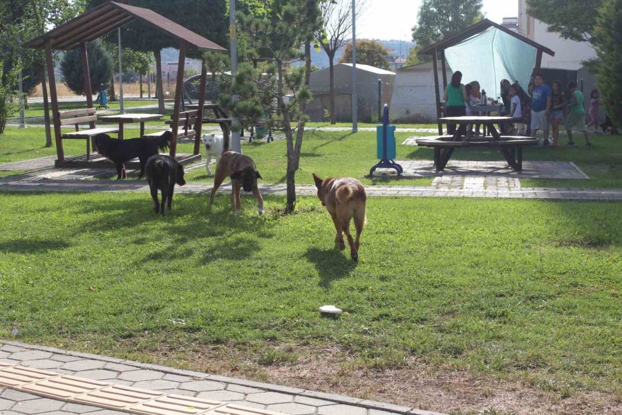 Başıboş Köpek Sorunu Mahalle Halkını İsyan Ettirdi