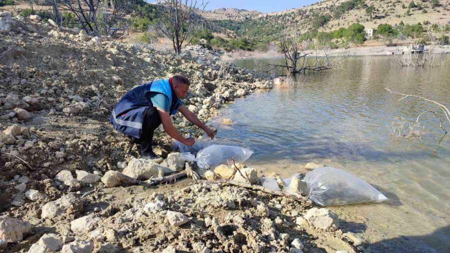 Mersin’de Dereyurt Göletine 15 Bin Sazan Balığı Yavrusu Bırakıldı