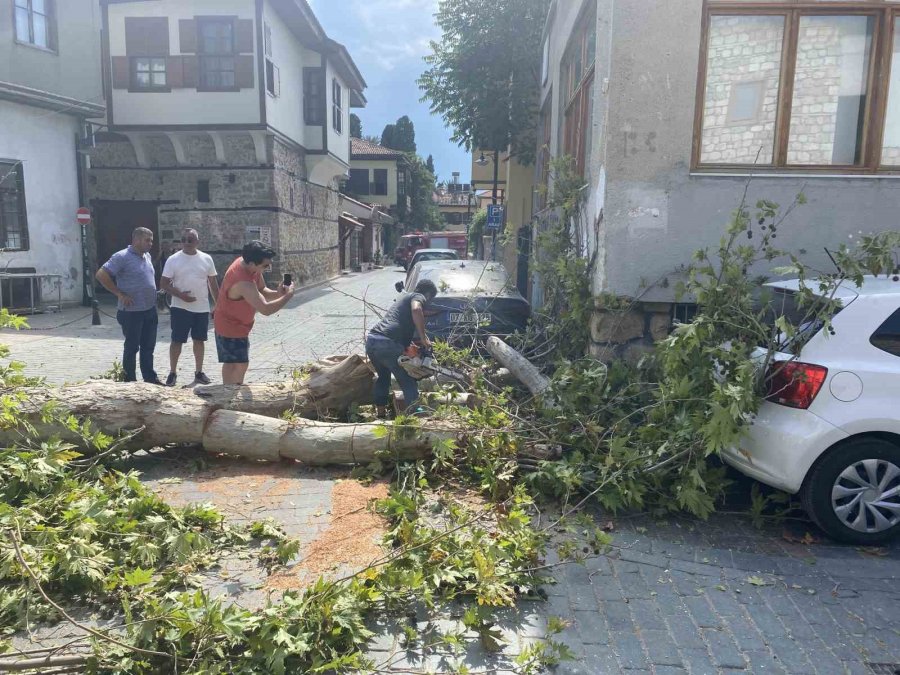 Gövdesi Çürüyen Asırlık Çınar Ağacı Sokak Üzerine Devrildi