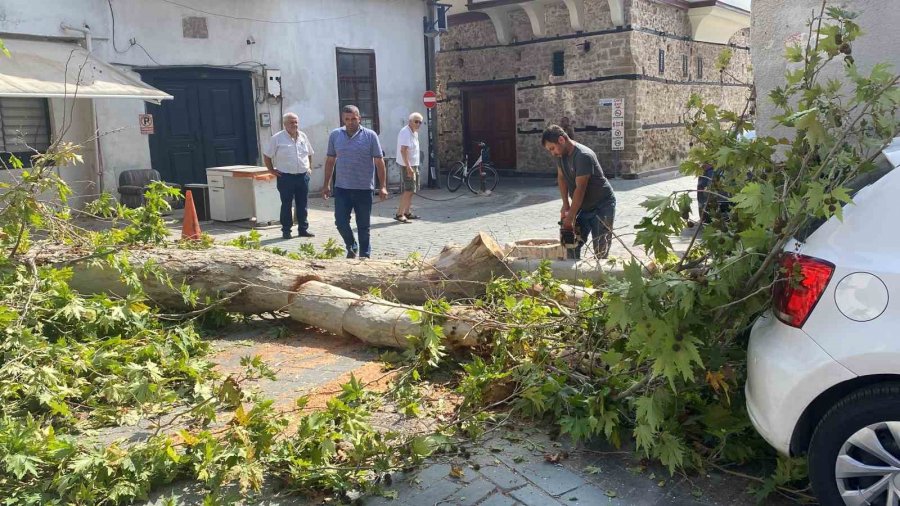 Gövdesi Çürüyen Asırlık Çınar Ağacı Sokak Üzerine Devrildi