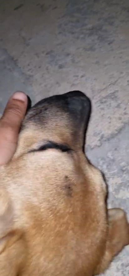 Dışarıda Bırakılan Balık İğnesi Ağzına Batan Köpek Acı İçinde Kıvrandı