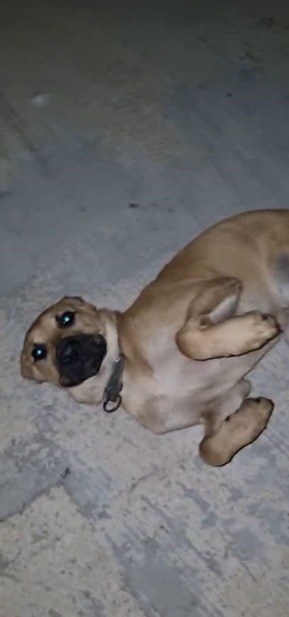 Dışarıda Bırakılan Balık İğnesi Ağzına Batan Köpek Acı İçinde Kıvrandı