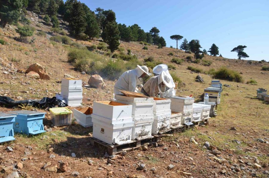 Antalya’da Bal Rekoltesi Düştü, Kilogramı 800 Liraya Kadar Çıktı