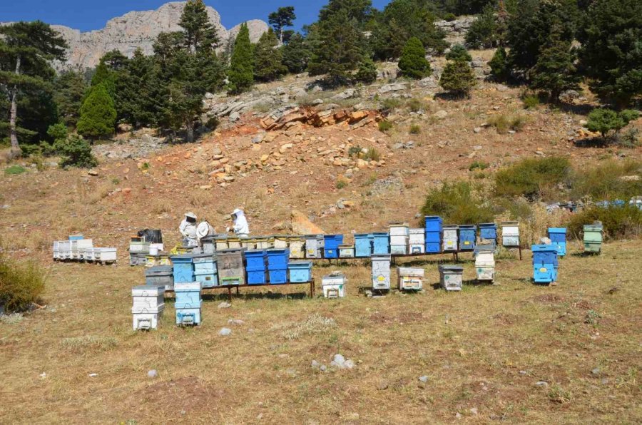 Antalya’da Bal Rekoltesi Düştü, Kilogramı 800 Liraya Kadar Çıktı