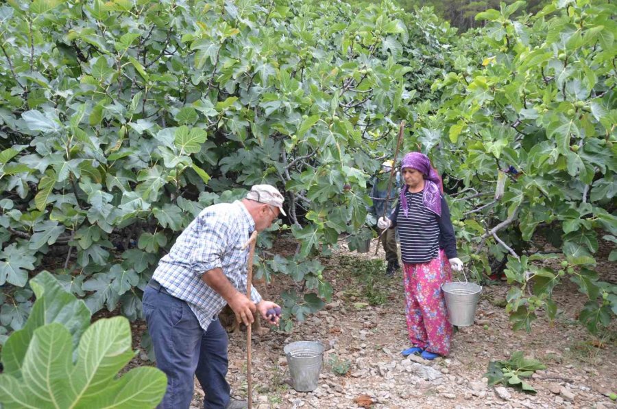 Antalya’da 800 Rakımlı Köyde İncir Hasadı Başladı