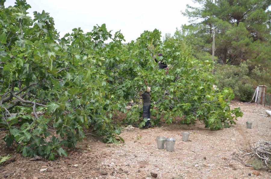 Antalya’da 800 Rakımlı Köyde İncir Hasadı Başladı