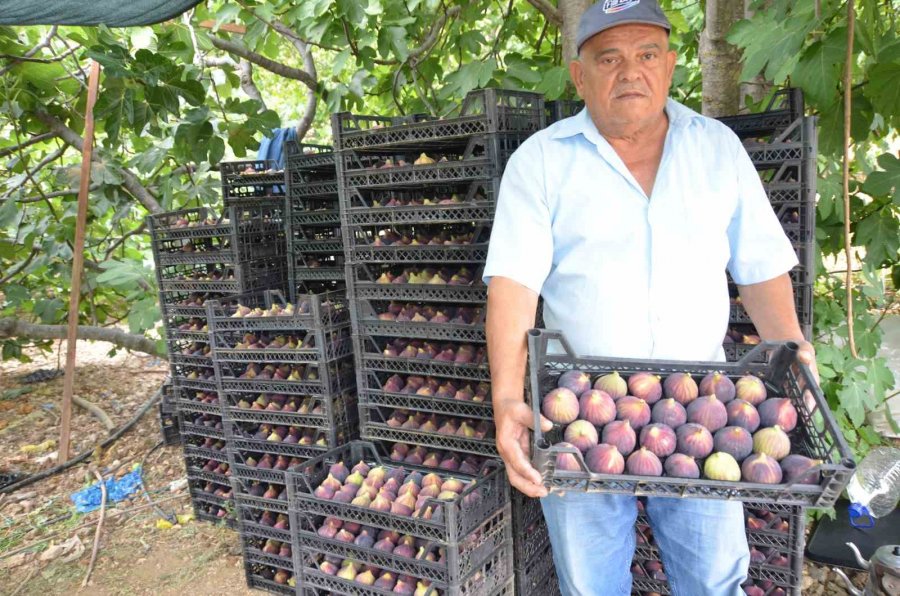 Antalya’da 800 Rakımlı Köyde İncir Hasadı Başladı