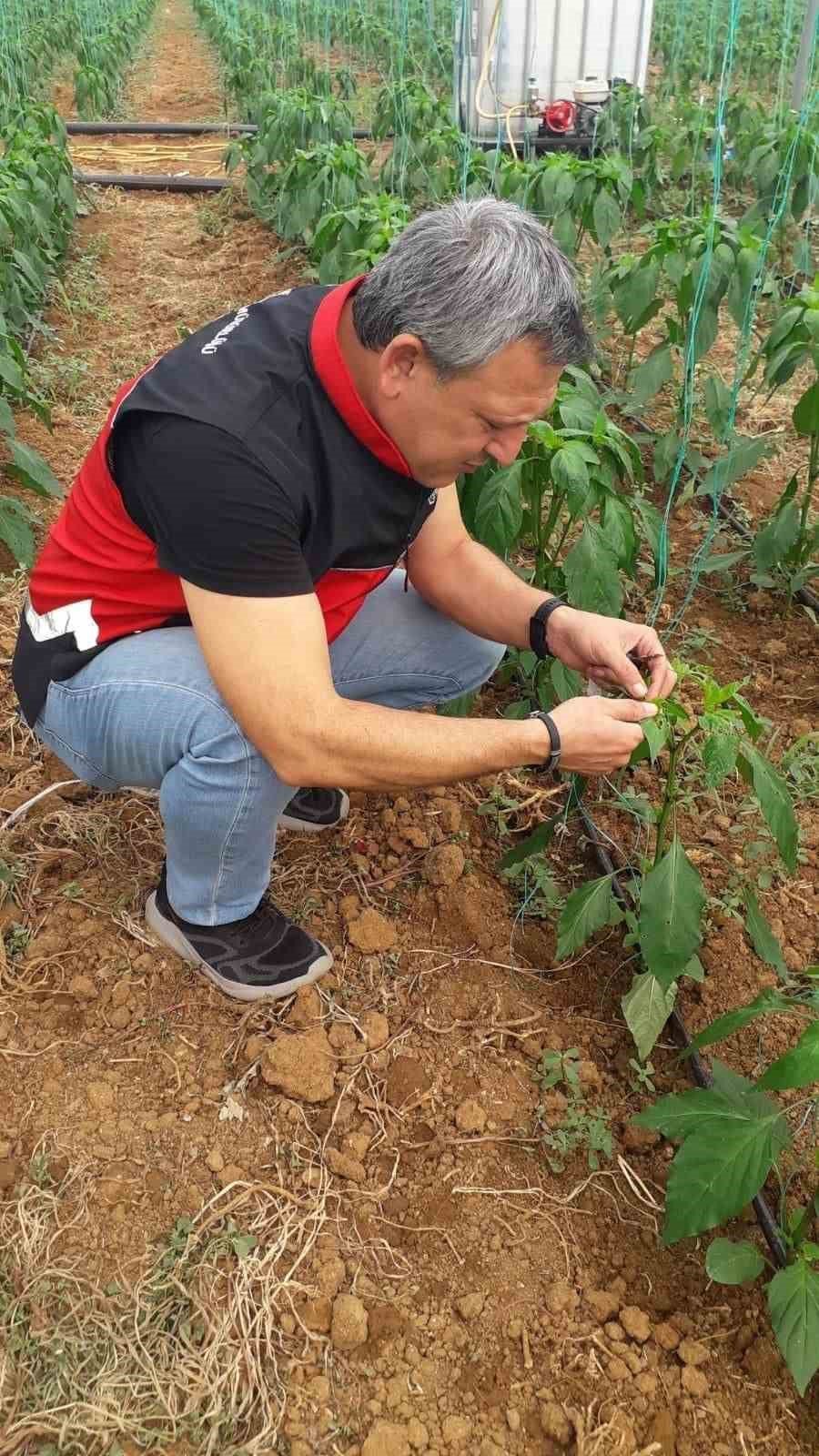 Gazipaşa’da Akdeniz Meyve Sineği İle Mücadele Başlatıldı