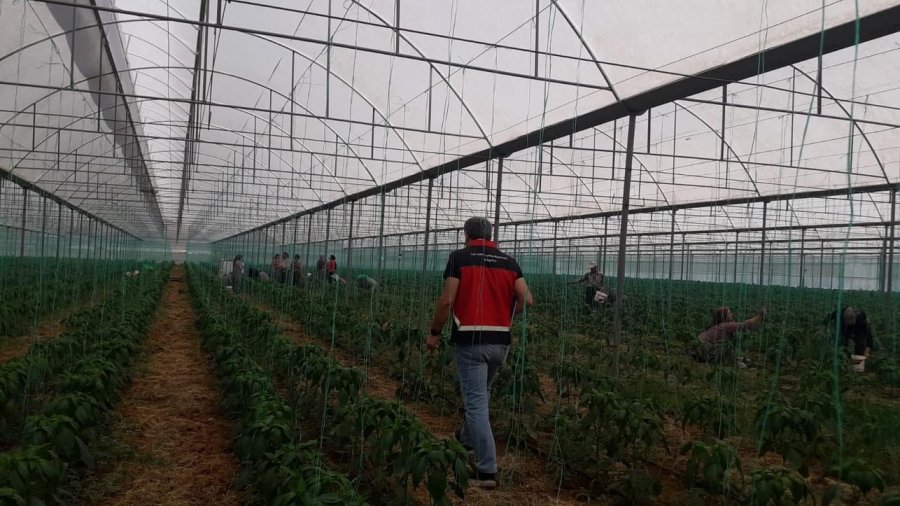 Gazipaşa’da Akdeniz Meyve Sineği İle Mücadele Başlatıldı