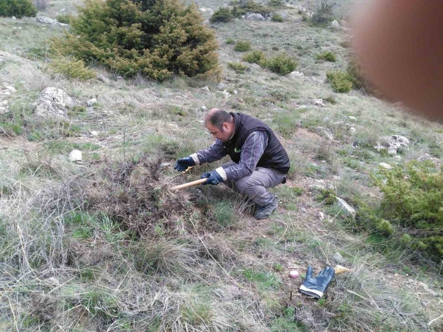 Eskişehir’de Süne Mücadelesi Sonbaharda Da Devam Edecek