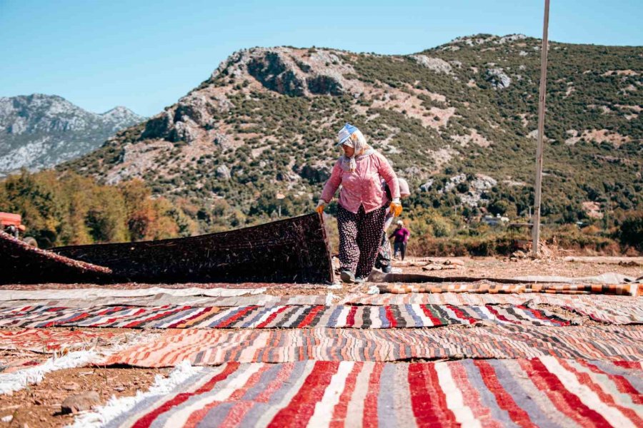 Halı Tarlalarında Güneşin Soldurduğu Milyonluk Halıların Hasatı Başladı