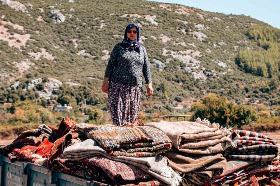 Halı Tarlalarında Güneşin Soldurduğu Milyonluk Halıların Hasatı Başladı