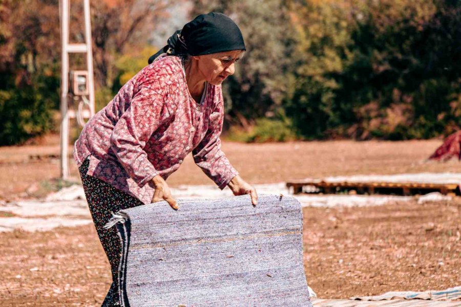 Halı Tarlalarında Güneşin Soldurduğu Milyonluk Halıların Hasatı Başladı