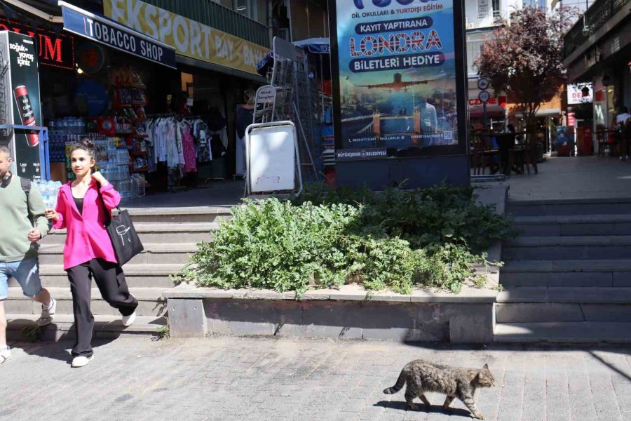 İki Merdiven Boşluğunda Atılan Karpuz Çekirdekleri Yeşerip Meyve Verdi