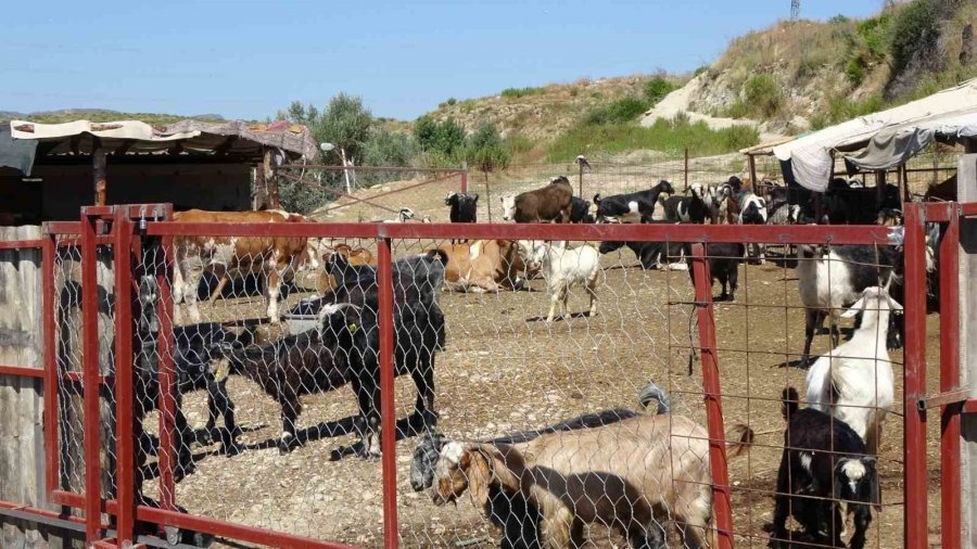 Besihanede Yangın Çıktı 2 Bin Balya Saman Yandı