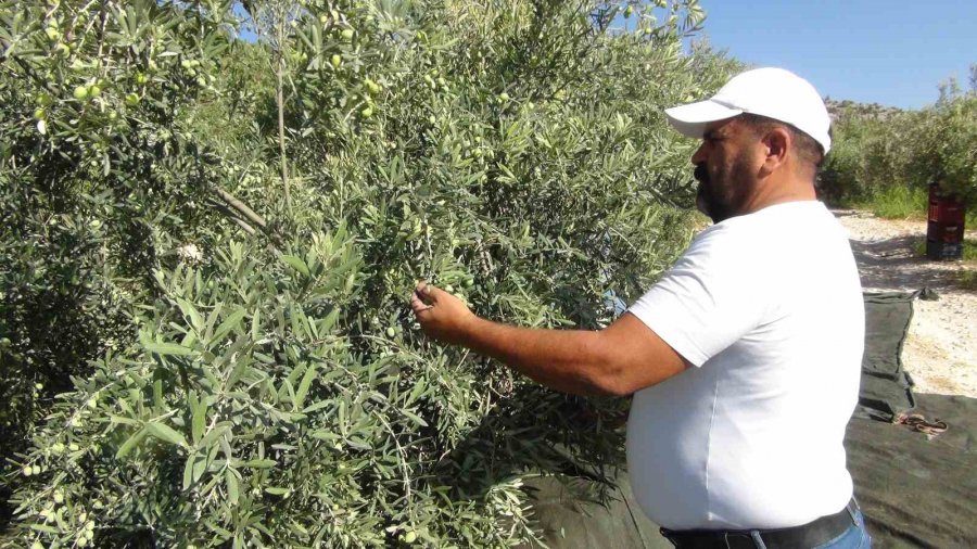 Mersin’de Yılın İlk Sofralık Zeytin Hasadı Başladı