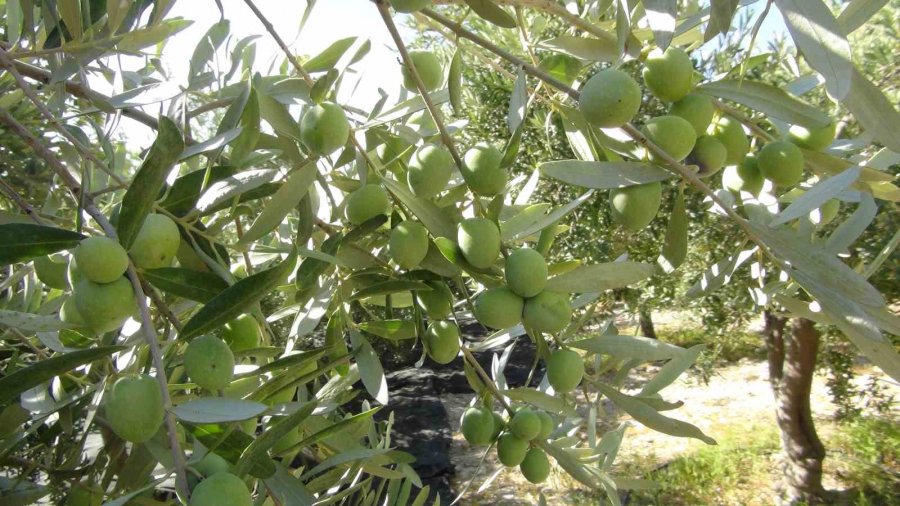 Mersin’de Yılın İlk Sofralık Zeytin Hasadı Başladı