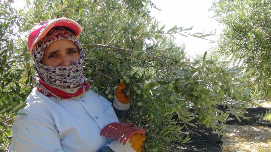 Mersin’de Yılın İlk Sofralık Zeytin Hasadı Başladı