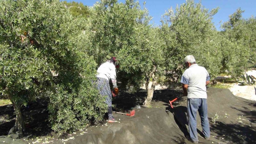 Mersin’de Yılın İlk Sofralık Zeytin Hasadı Başladı