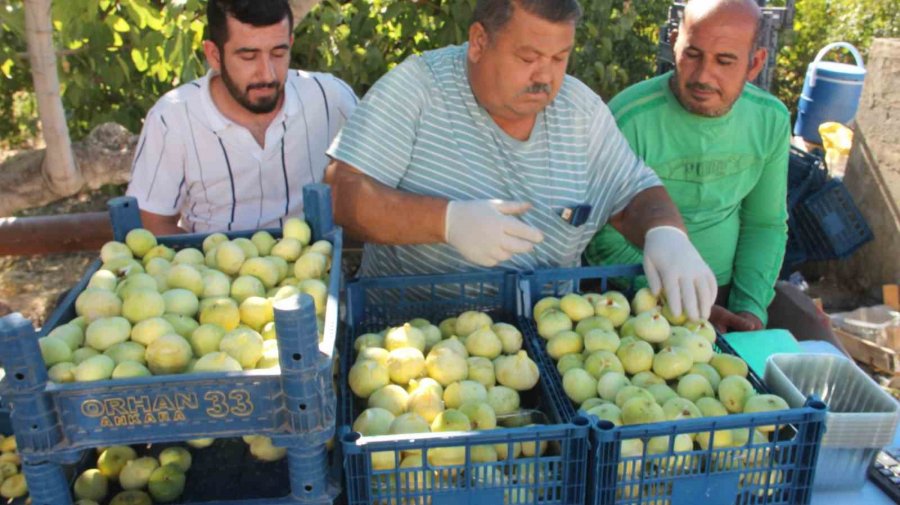 Mersin’de İncirde Rekolte Sevinci