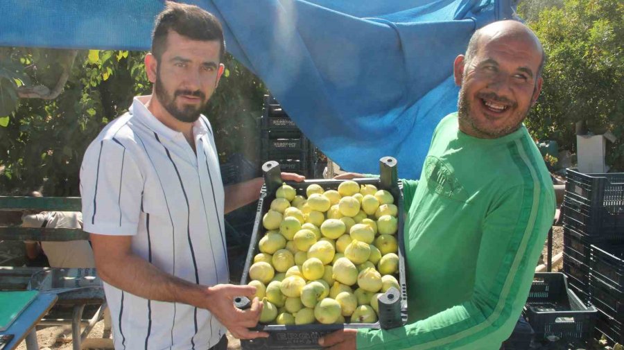 Mersin’de İncirde Rekolte Sevinci