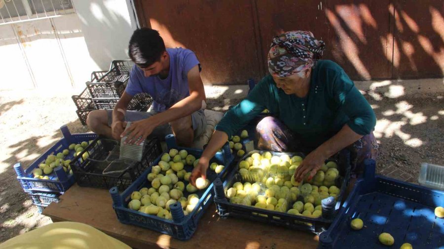 Mersin’de İncirde Rekolte Sevinci