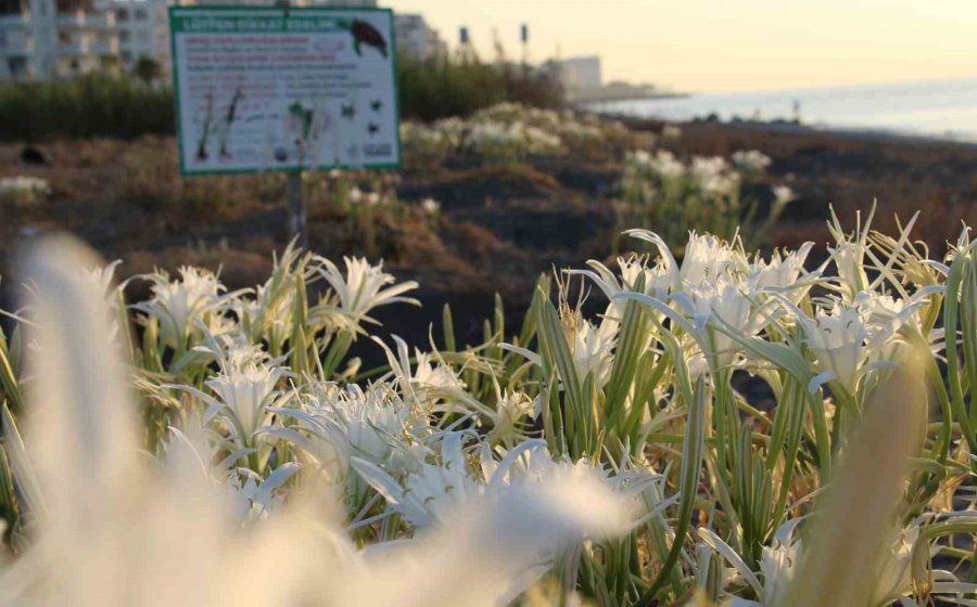 Cezası 244 Bin Tl: Çiçek Açan Kum Zambaklarını Sakın Koparmayın