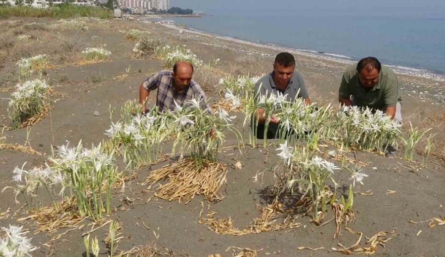 Cezası 244 Bin Tl: Çiçek Açan Kum Zambaklarını Sakın Koparmayın