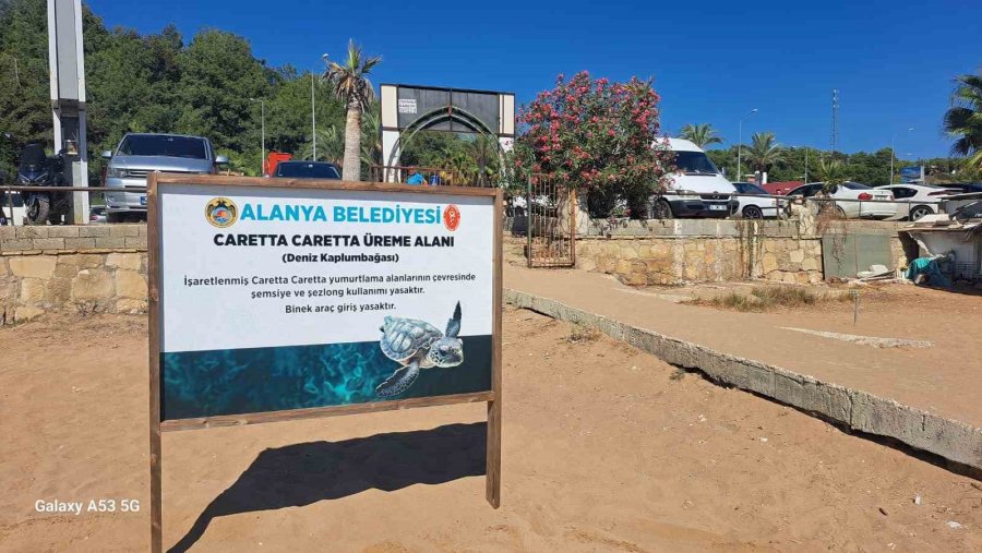 Alanya Belediyesinden Caretta Carettalara Özel Çalışma