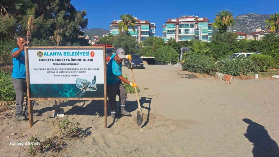 Alanya Belediyesinden Caretta Carettalara Özel Çalışma