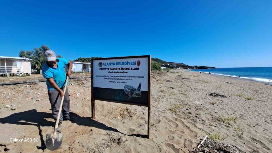 Alanya Belediyesinden Caretta Carettalara Özel Çalışma