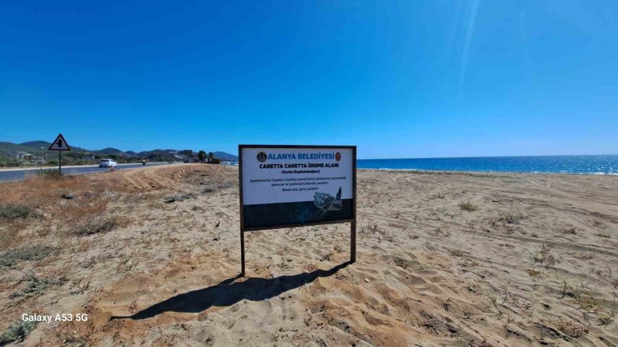 Alanya Belediyesinden Caretta Carettalara Özel Çalışma