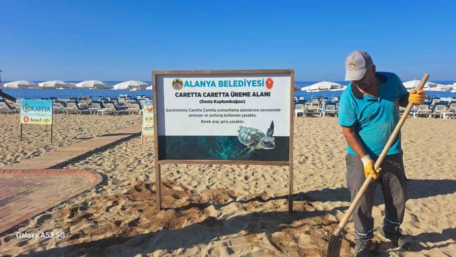 Alanya Belediyesinden Caretta Carettalara Özel Çalışma