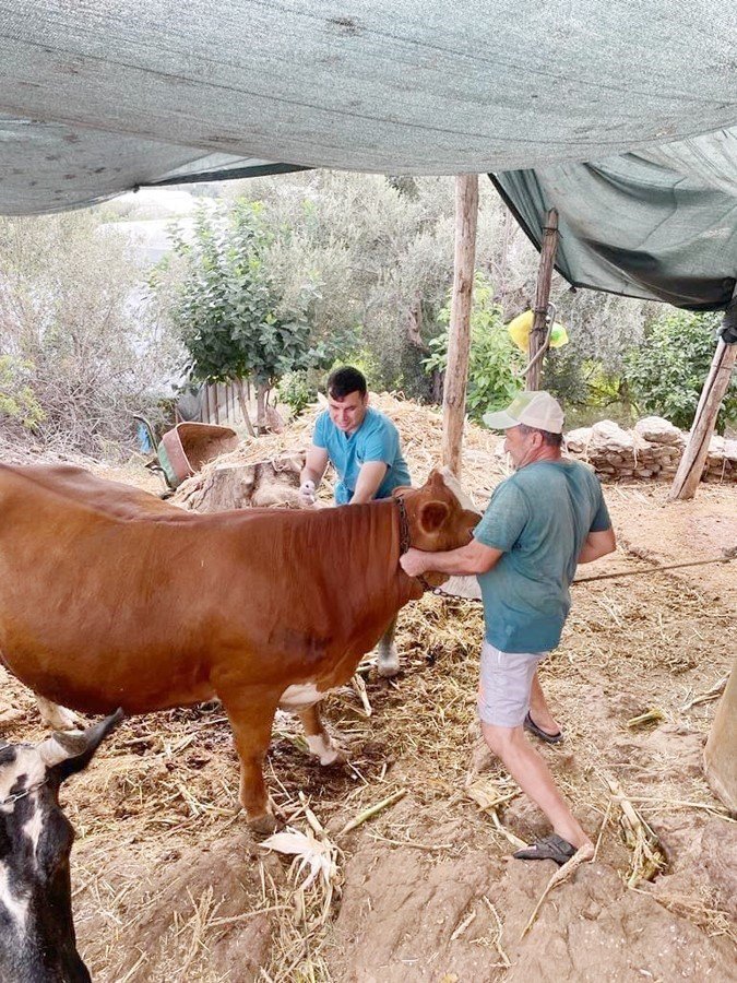 Gazipaşa’da Şap Aşısı Yapılmaya Başlandı