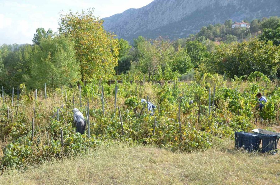 Antalya’da Üzüm Sepetleri Boş Kaldı