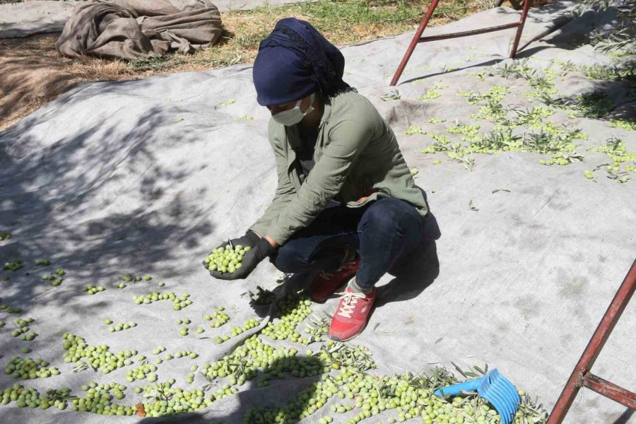 Mut’ta Zeytin Hasadı Başladı