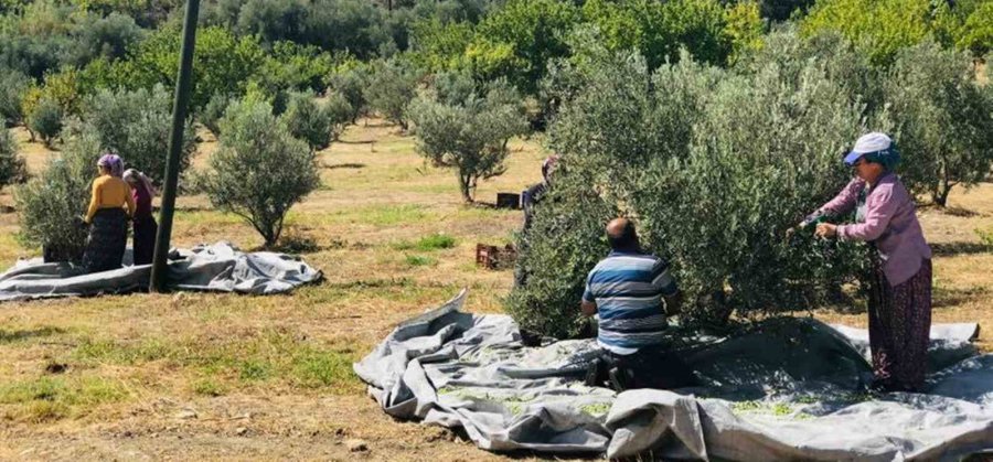 Mut’ta Zeytin Hasadı Başladı