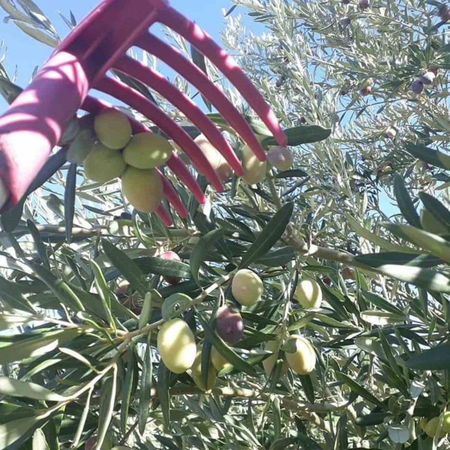 Mut’ta Zeytin Hasadı Başladı