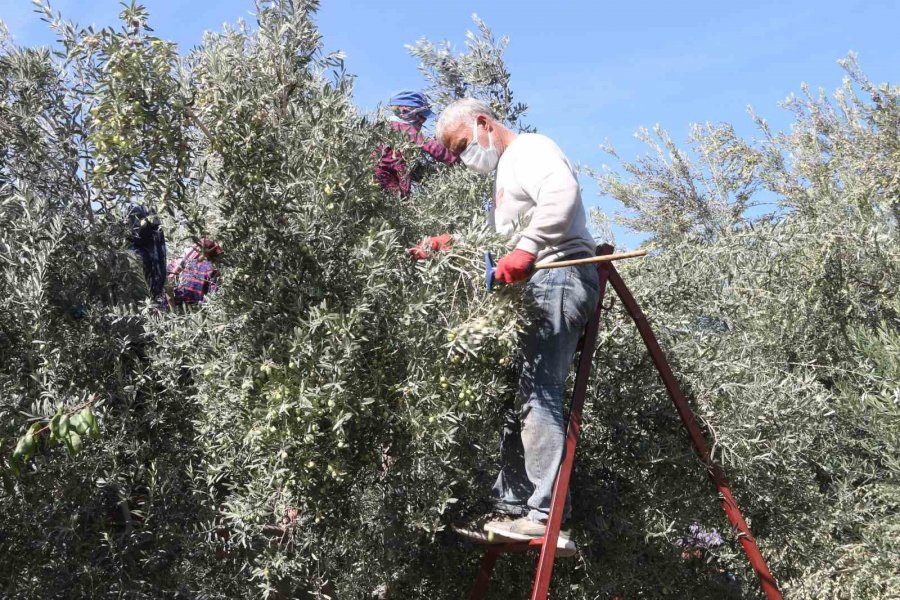 Mut’ta Zeytin Hasadı Başladı